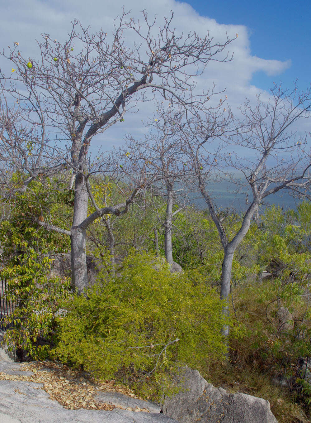 Image of Cochlospermum gillivraei subsp. gillivraei