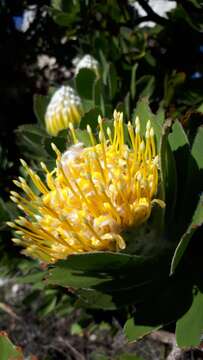 Image of Leucospermum conocarpodendron subsp. viridum Rourke