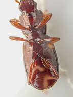 Image of Pterostichus (Leptoferonia) marinensis Hacker 1968