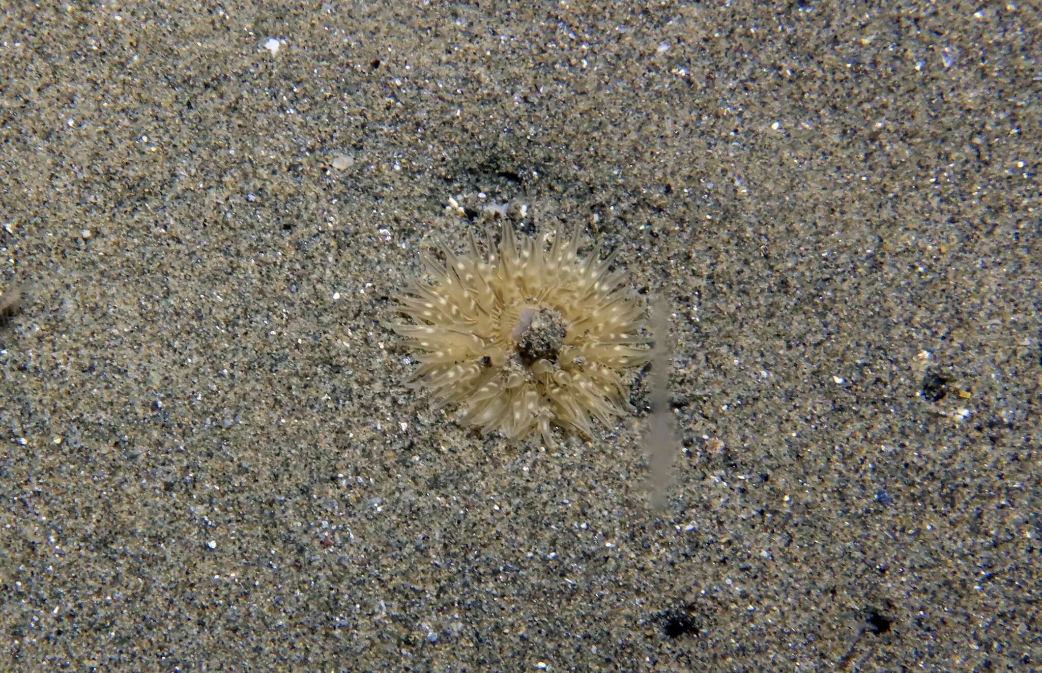 Image of cave-dwelling anemone