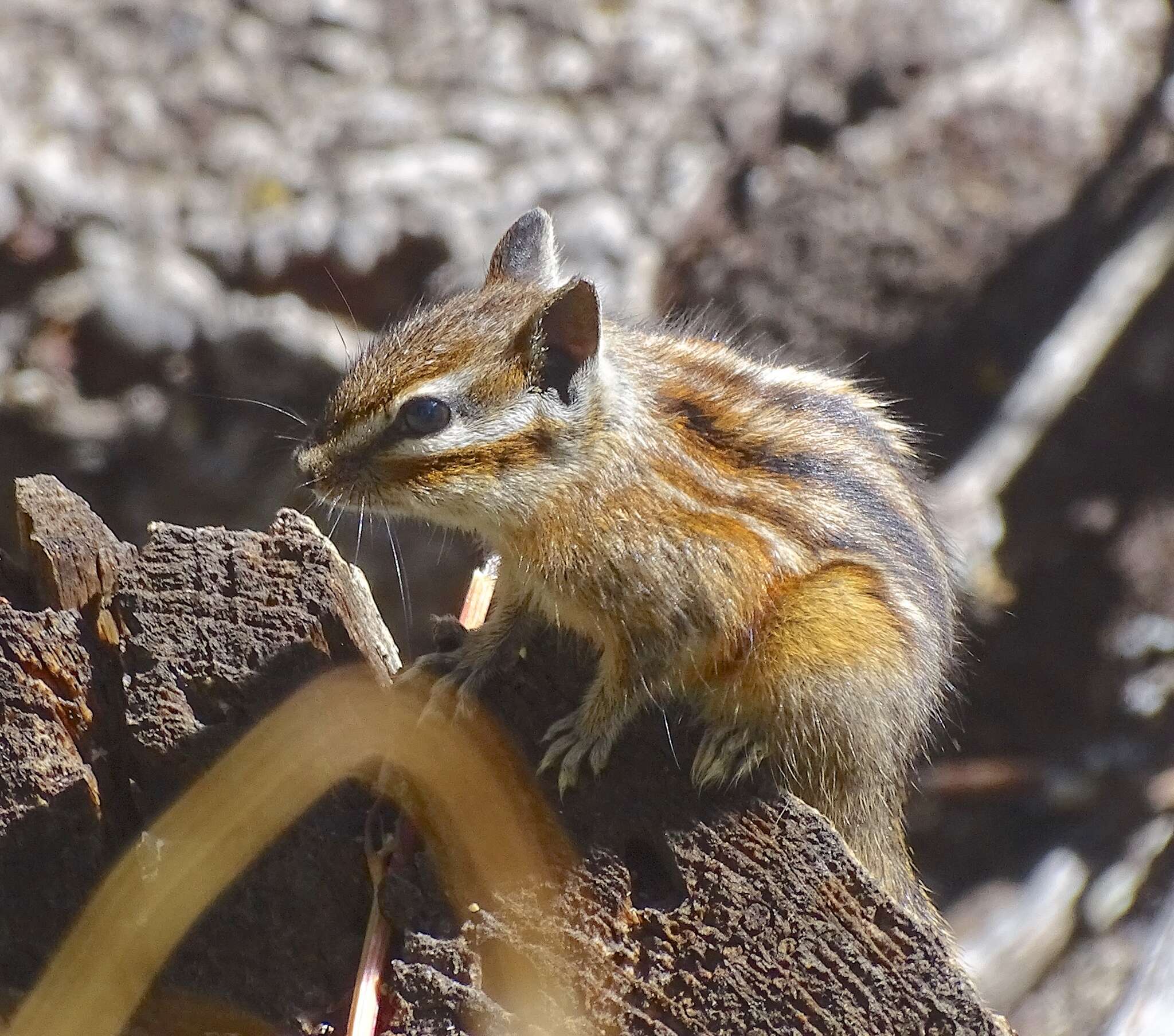 Image of Colorado Chipmunk