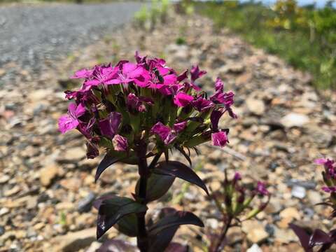 Image of Dianthus japonicus C. P. Thunb. ex A. Murray