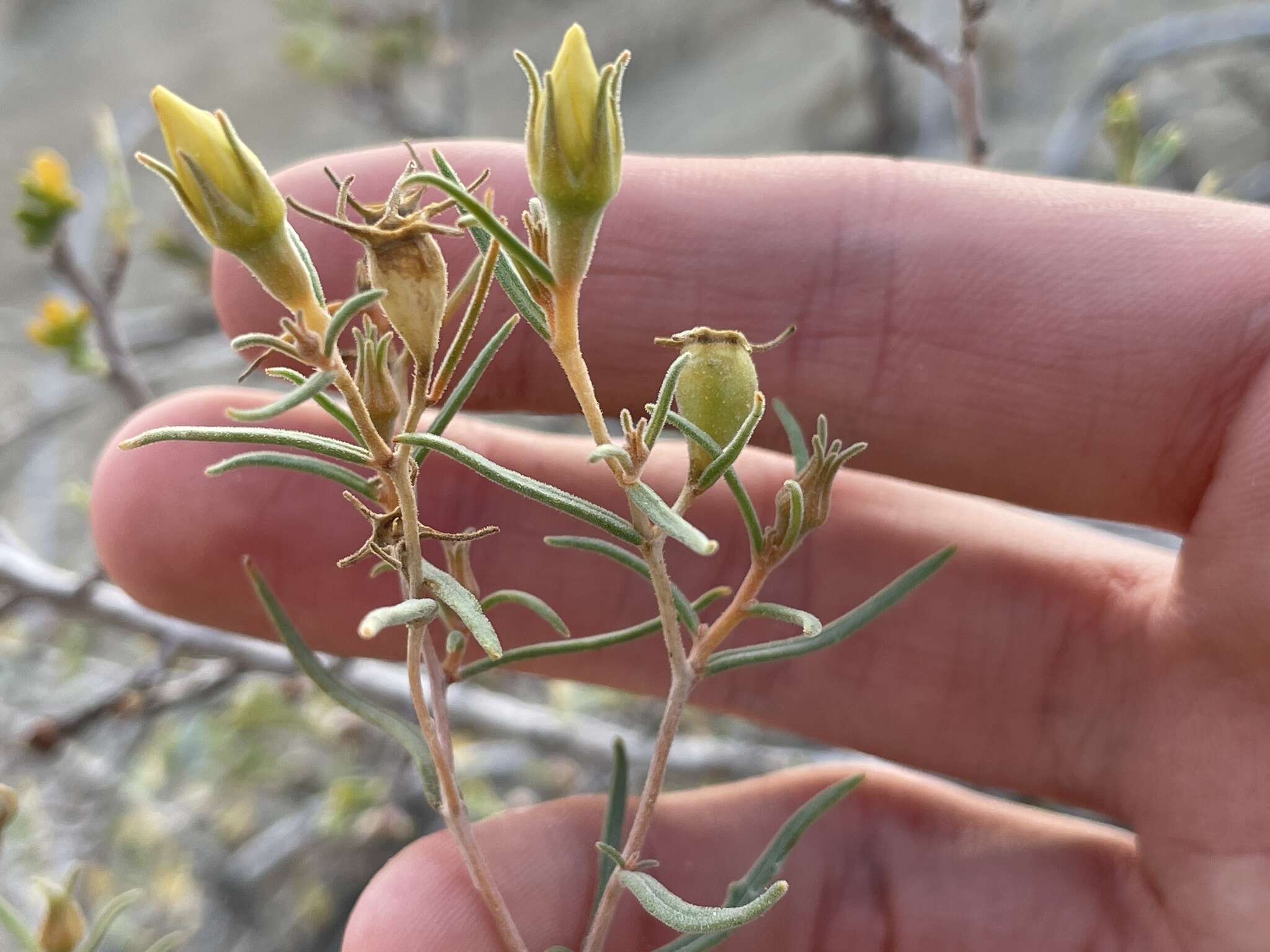 Image of Mentzelia sivinskii J. J. Schenk & L. Hufford