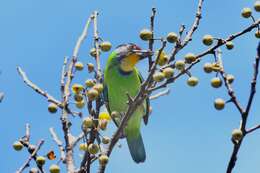 Image of Necklaced Barbet