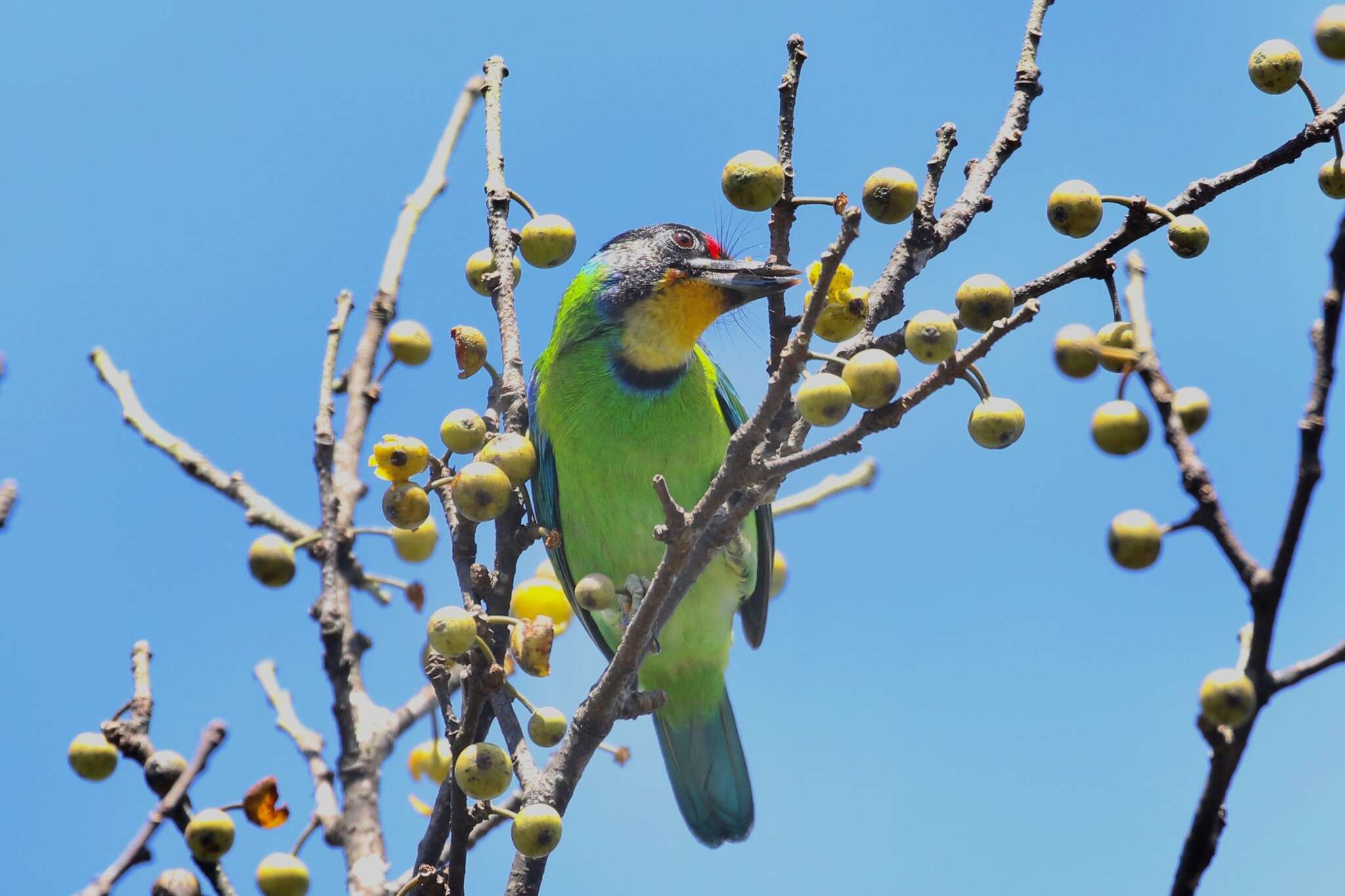 Image of Necklaced Barbet