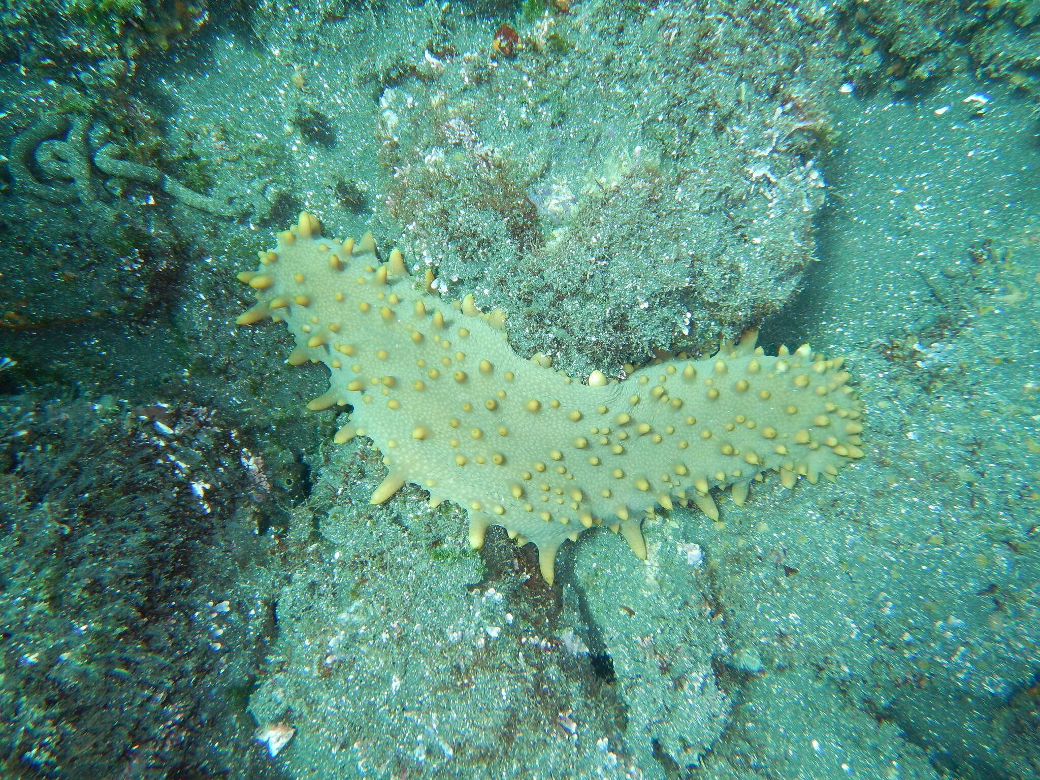 Image of Brown Sea Cucumber