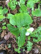 Imagem de Trillium cernuum L.