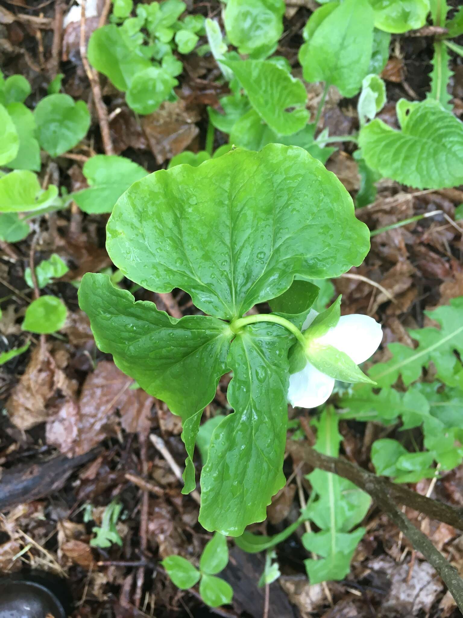 Imagem de Trillium cernuum L.