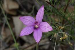 Image of Caladenia emarginata (Lindl.) Rchb. fil.