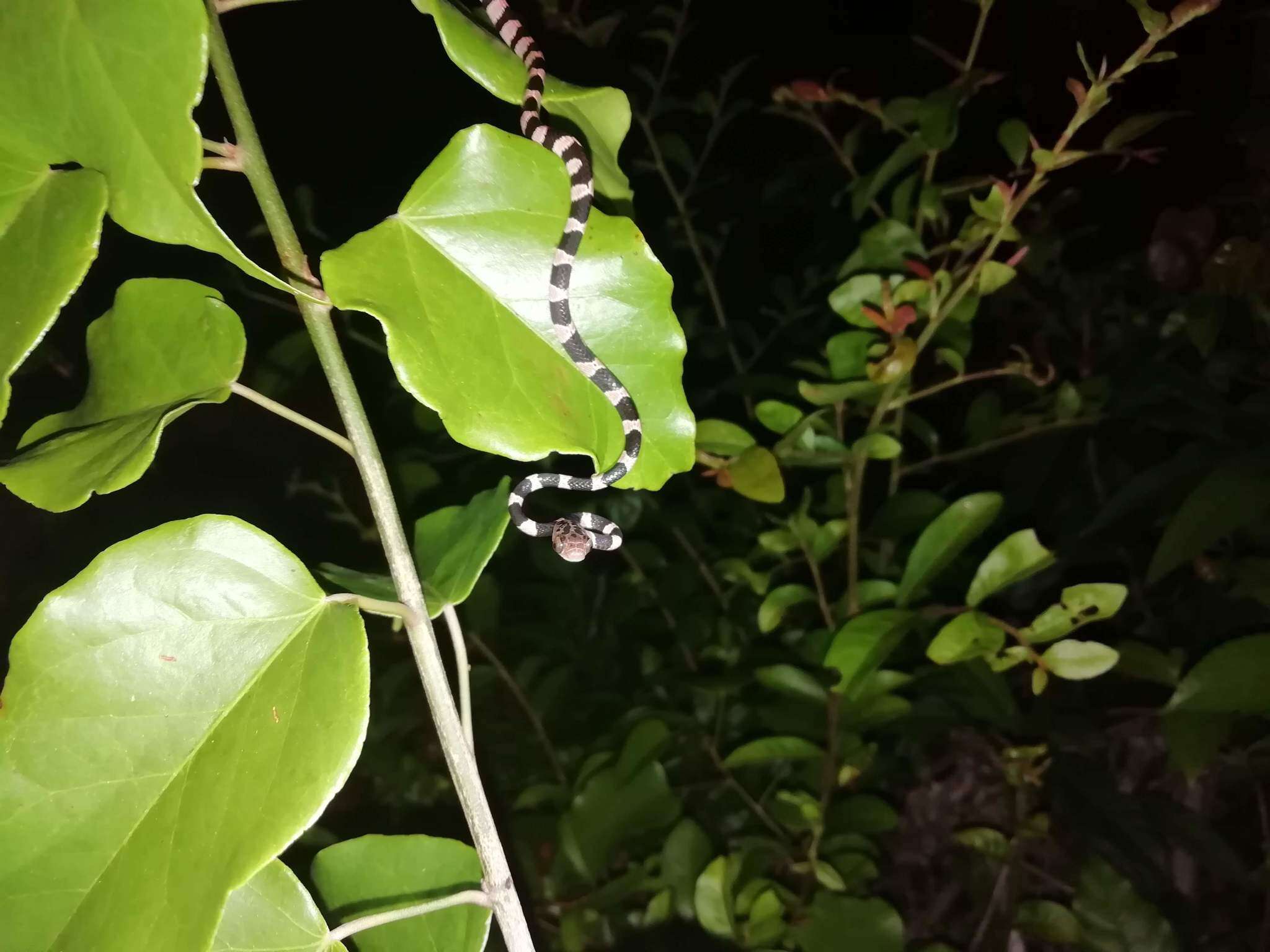 Image of Yucatán Blunthead Snake