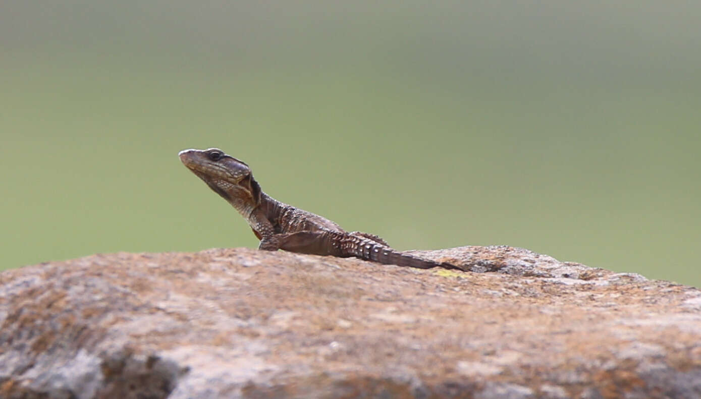 Image de Lézard des rochers du Drakensberg