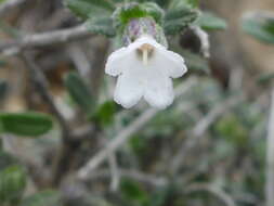 Image of Lithodora hispidula subsp. versicolor Meikle