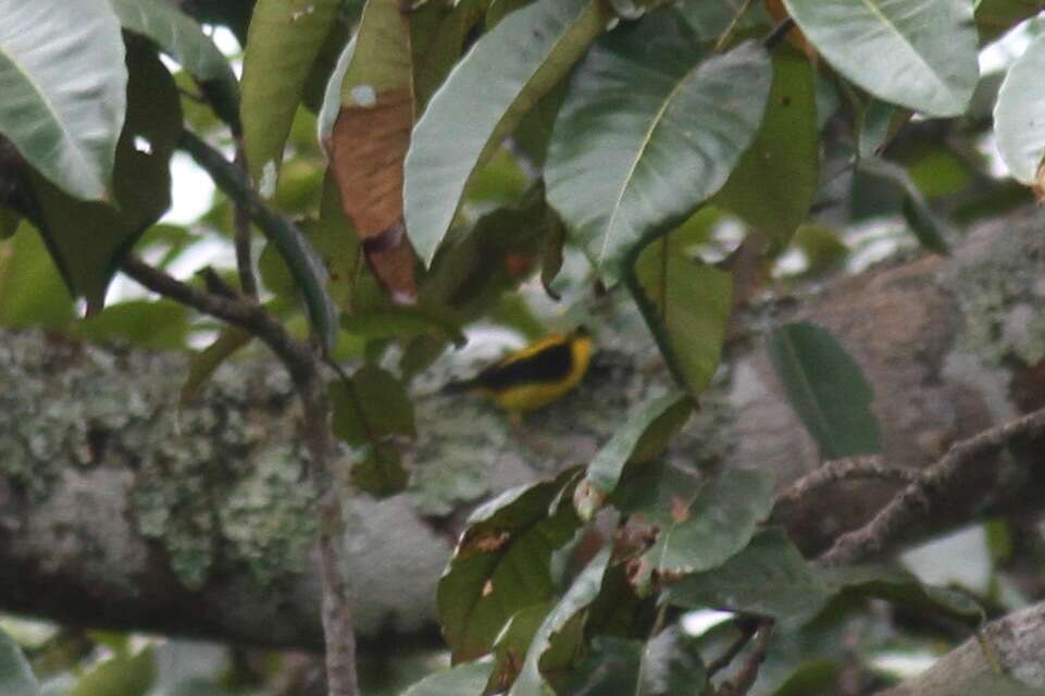 Image of Preuss's Golden-backed Weaver