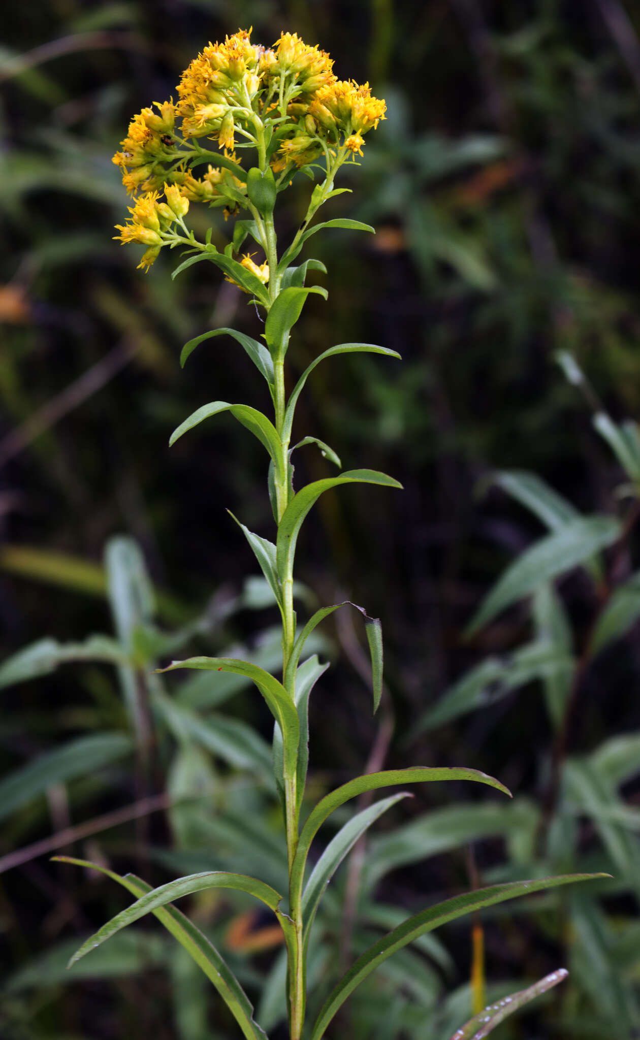 Image of Riddell's Goldenrod