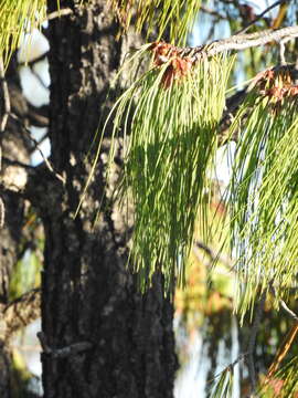 Image of Lumholtz's Pine