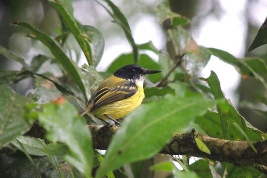 Image of Black-headed Tody-Flycatcher