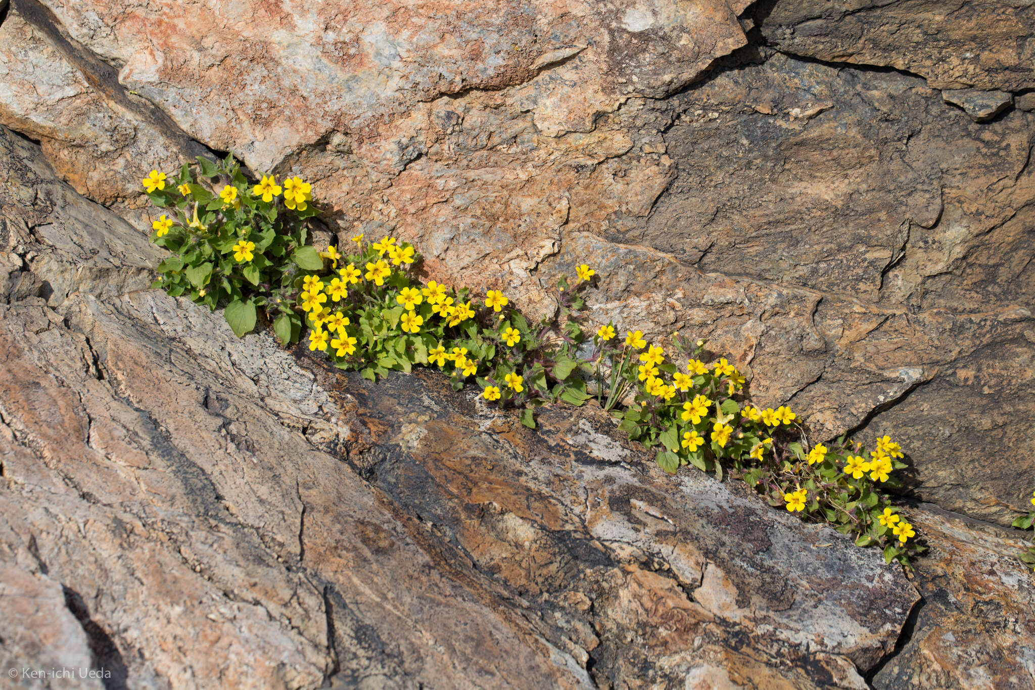 Image of Dudley's monkeyflower