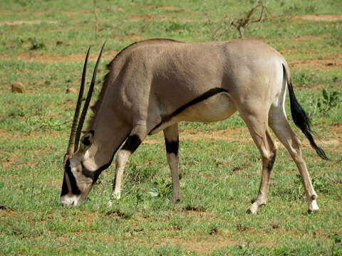 Image of Beisa Oryx