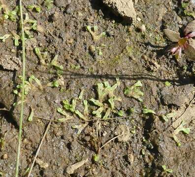 Image of Riccia huebeneriana subsp. sullivantii (Austin) R. M. Schust.