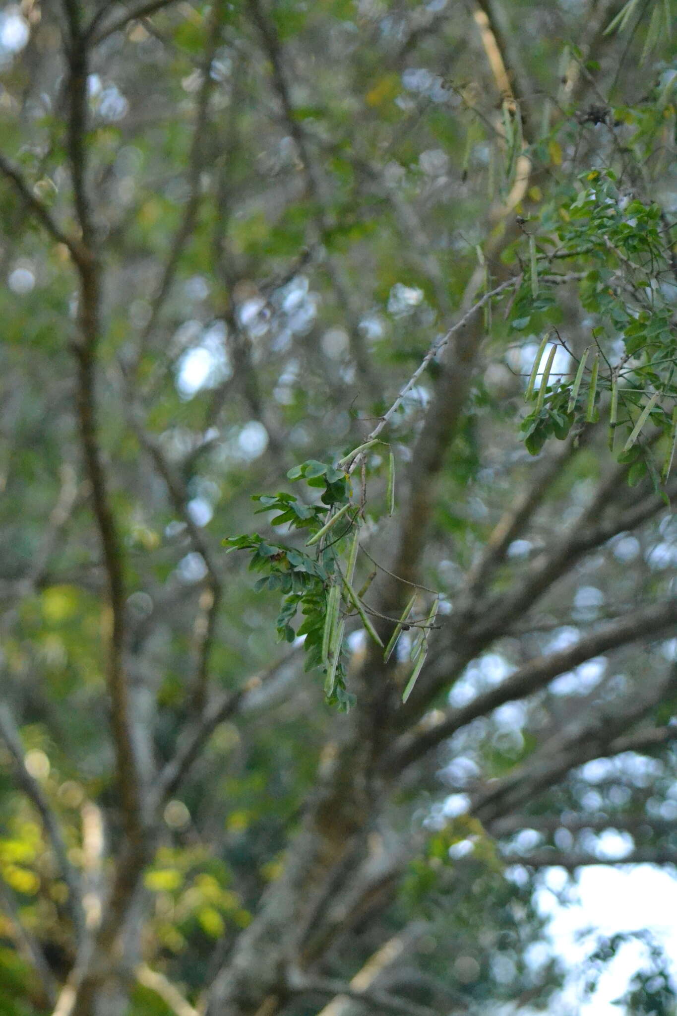 Plancia ëd <i>Indigofera jucunda</i>