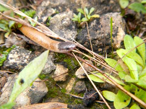 Image of Mexican Blackhead Snake