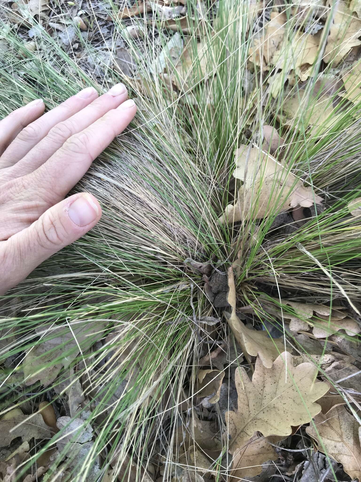 Image of serrated tussock