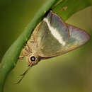 Image of Hasora taminatus andama Evans 1949