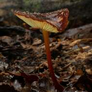 Imagem de Marasmius atrocastaneus G. Stev. 1964