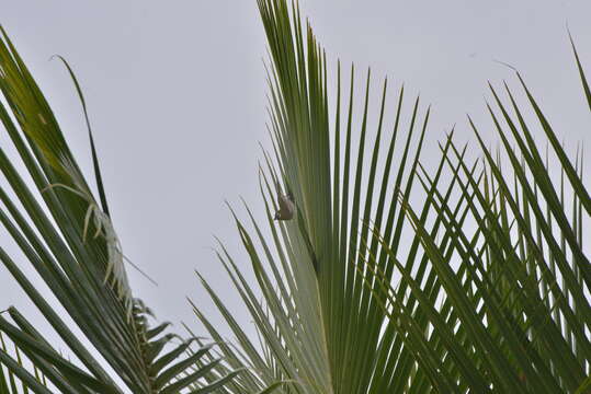 Image of Green-backed White-eye