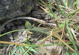 Image of Duméril's Whorltail Iguana