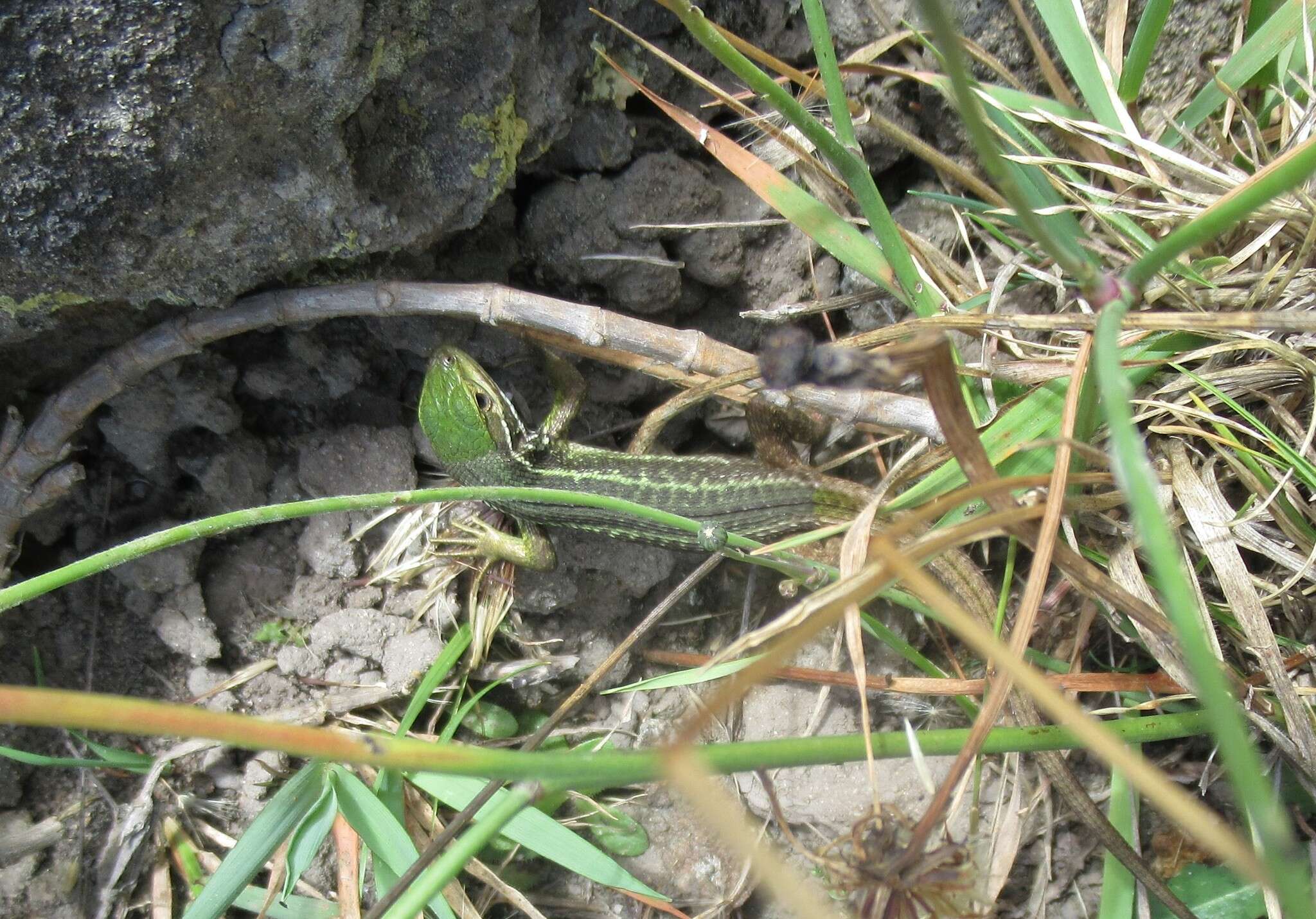 Слика од Stenocercus trachycephalus (Duméril 1851)