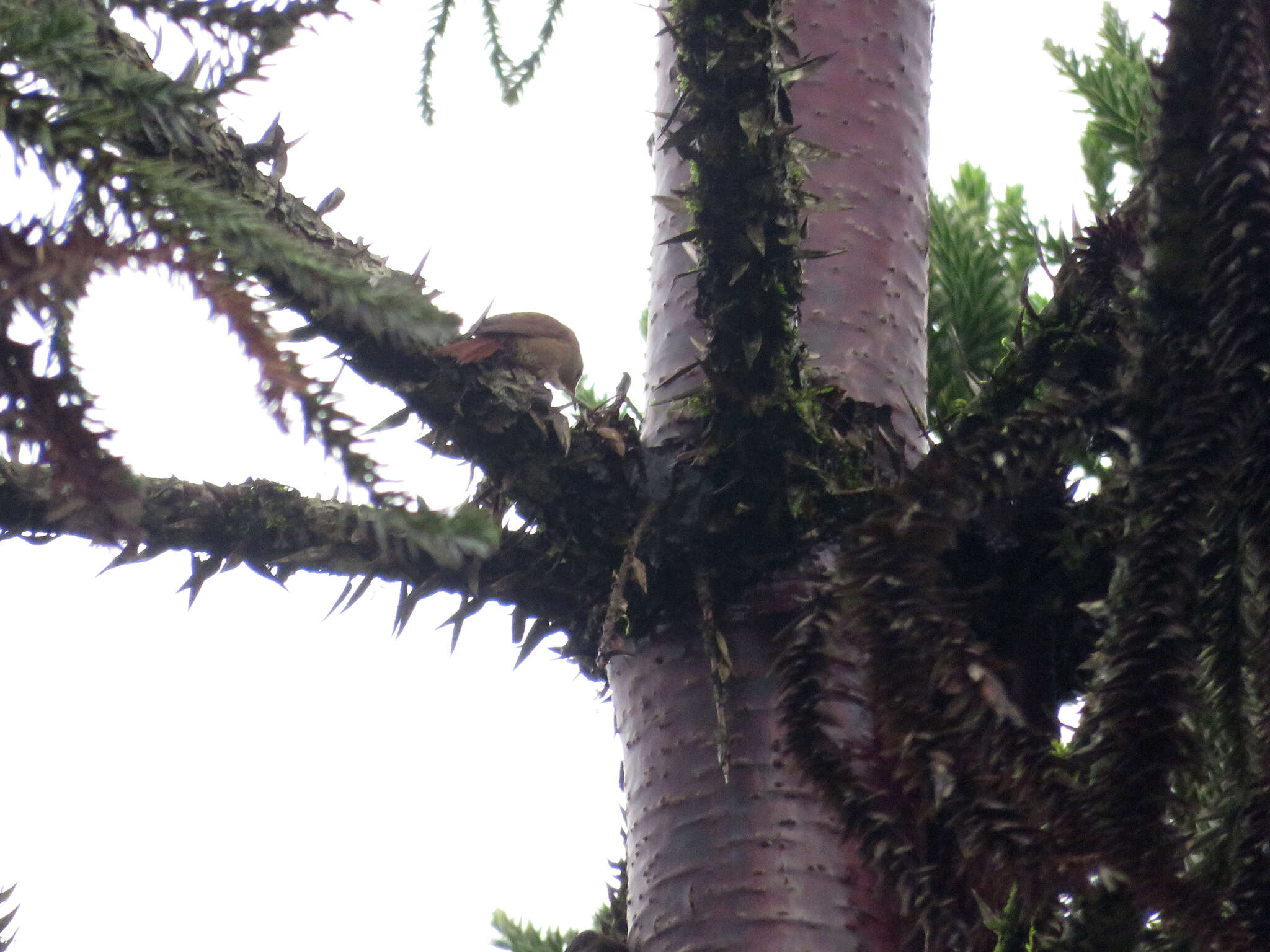 Image of Araucaria Tit-Spinetail