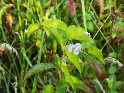 Image of Commelina pallida Willd.