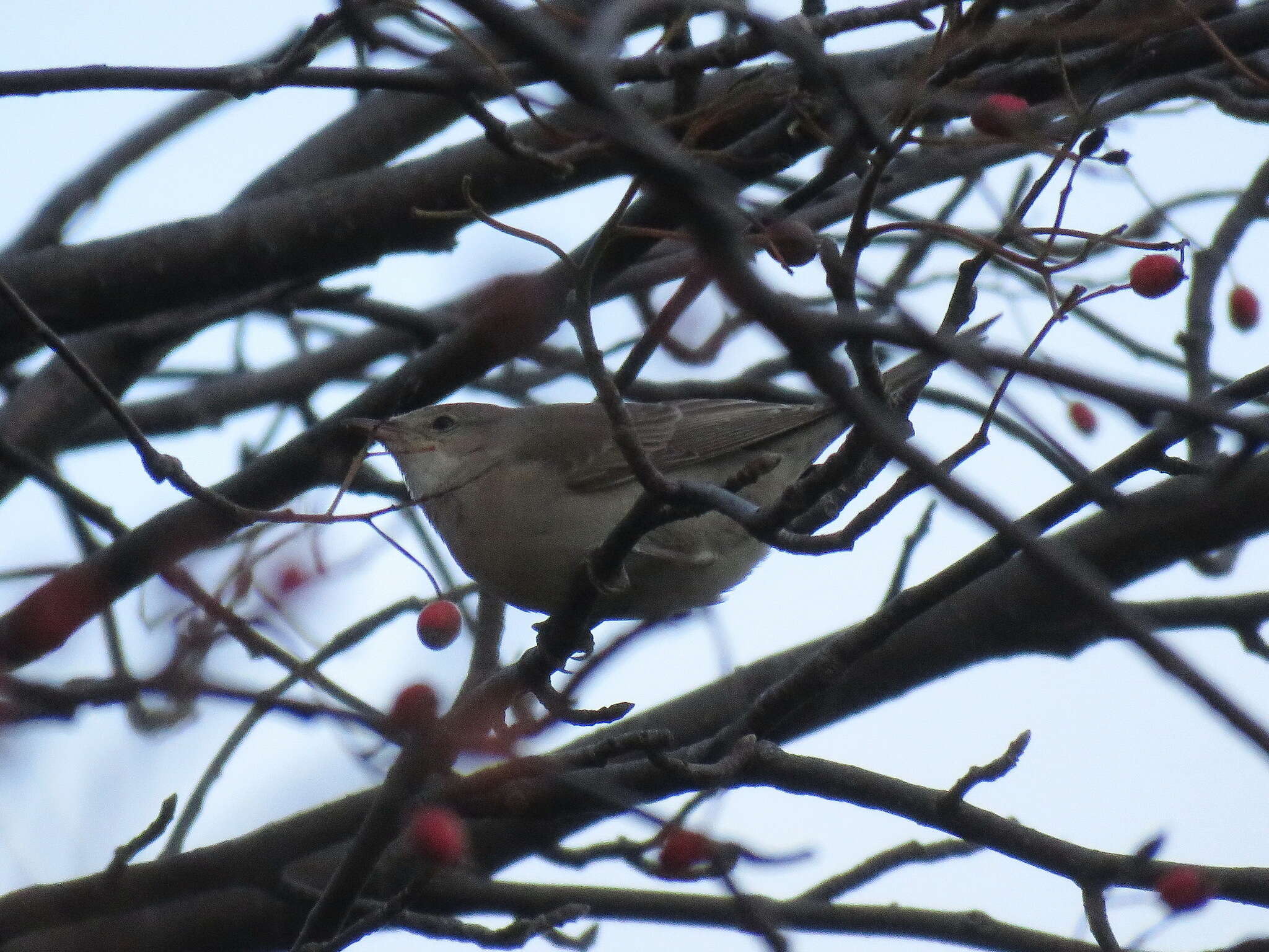 Image of Barred Warbler