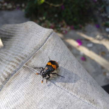 Image of Nicrophorus (Nicrophorus) mexicanus (Matthews & A. 1887)