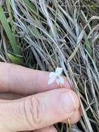 Image of bog white violet