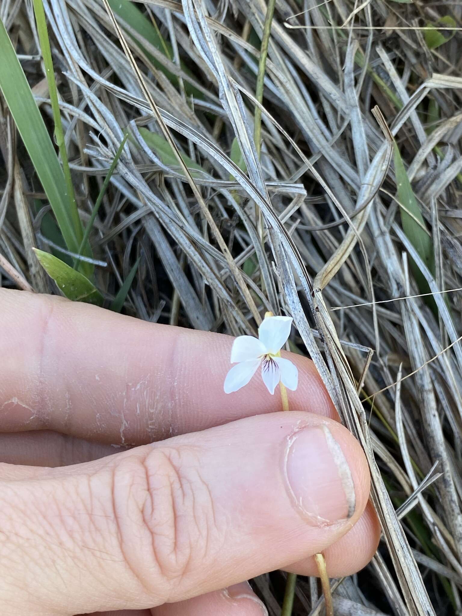 Image of bog white violet