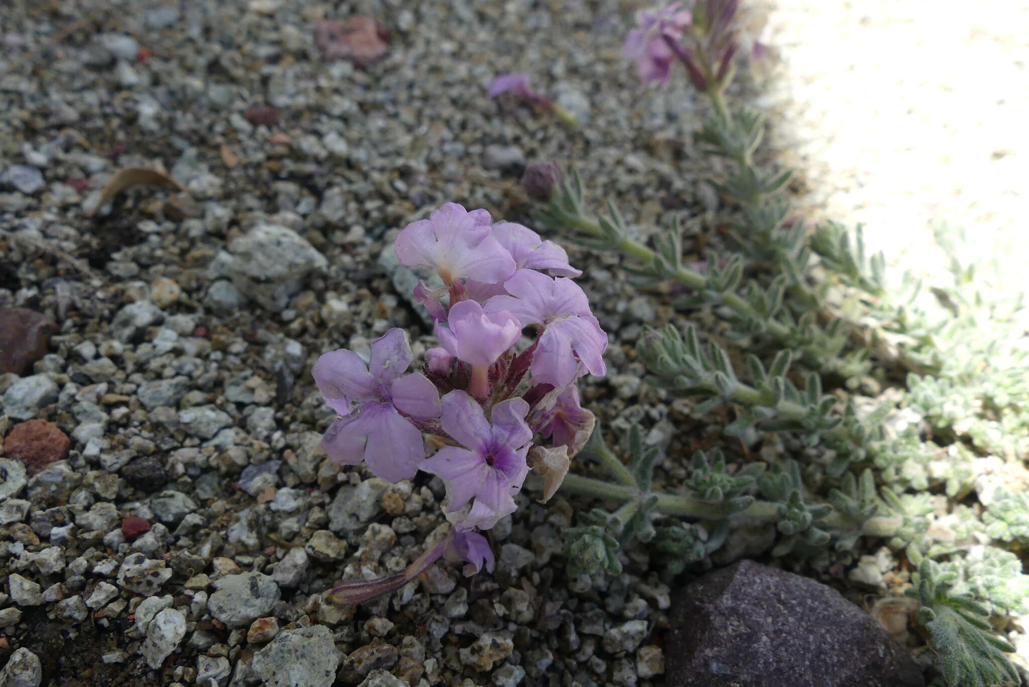 Image of Glandularia gynobasis (Wedd.) N. O'Leary & P. Peralta