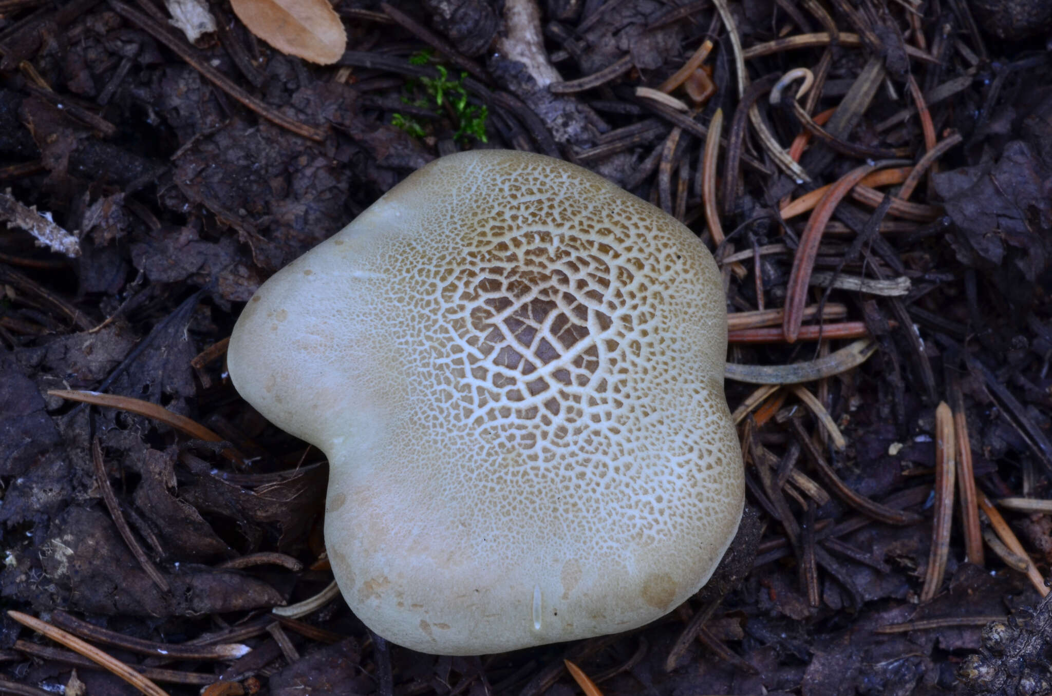 Image of Tricholoma saponaceum (Fr.) P. Kumm.