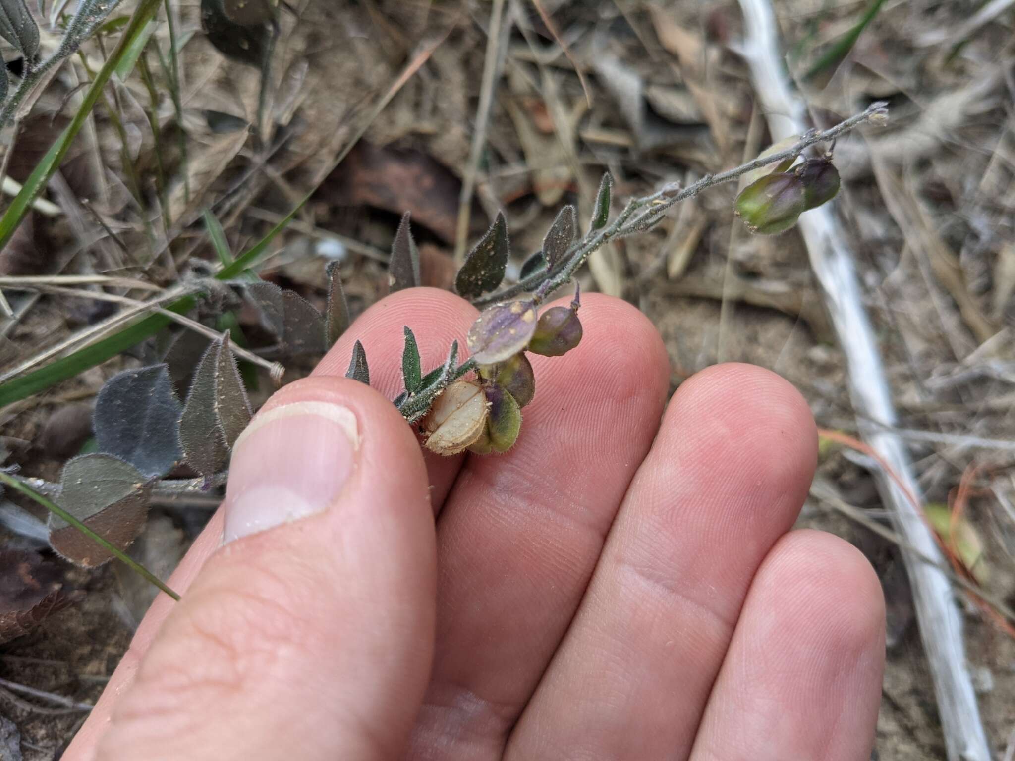 Image of eggleaf milkwort