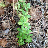 Image of fragrant bedstraw