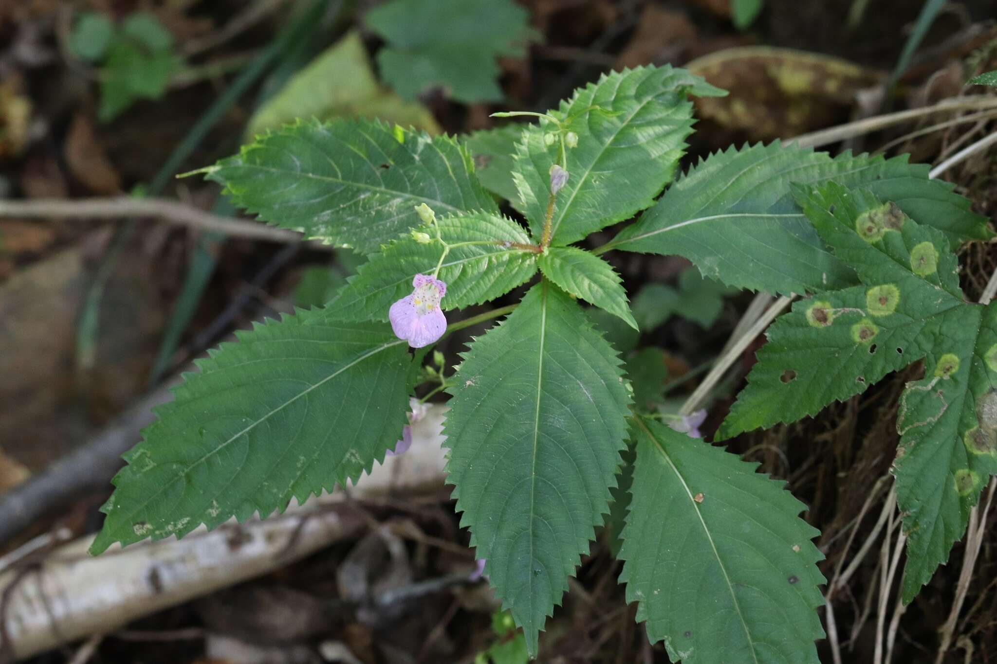 Image de Impatiens furcillata Hemsl. ex Forb. & Hemsl.