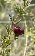 Image of sweet boronia