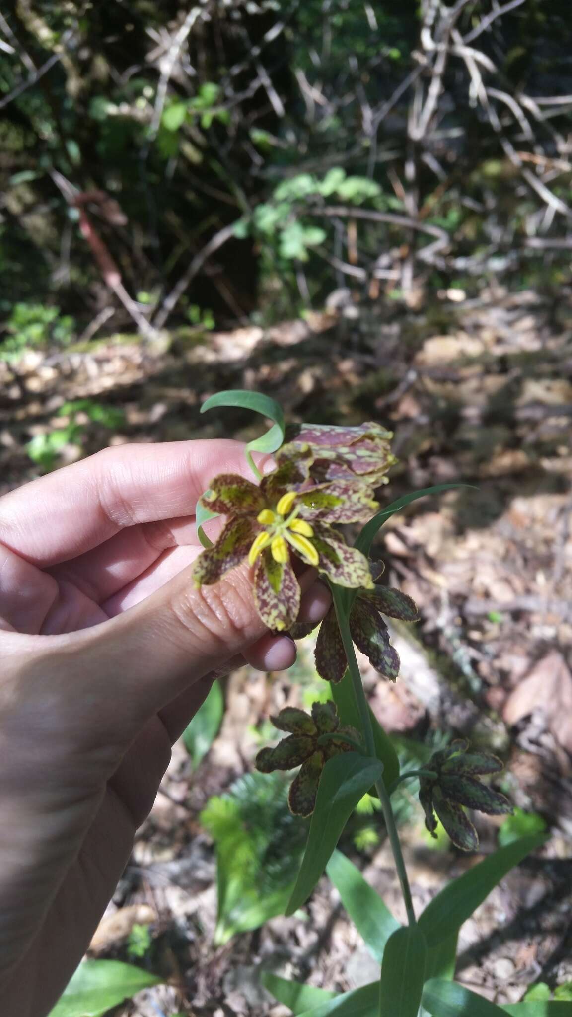 Image of checker lily