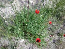 Image of Papaver arenarium M. Bieb.