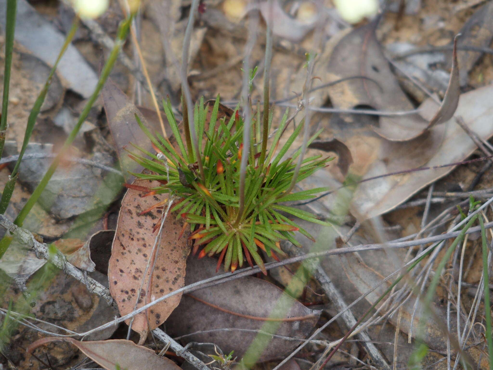 Image of Stylidium luteum R. Br.