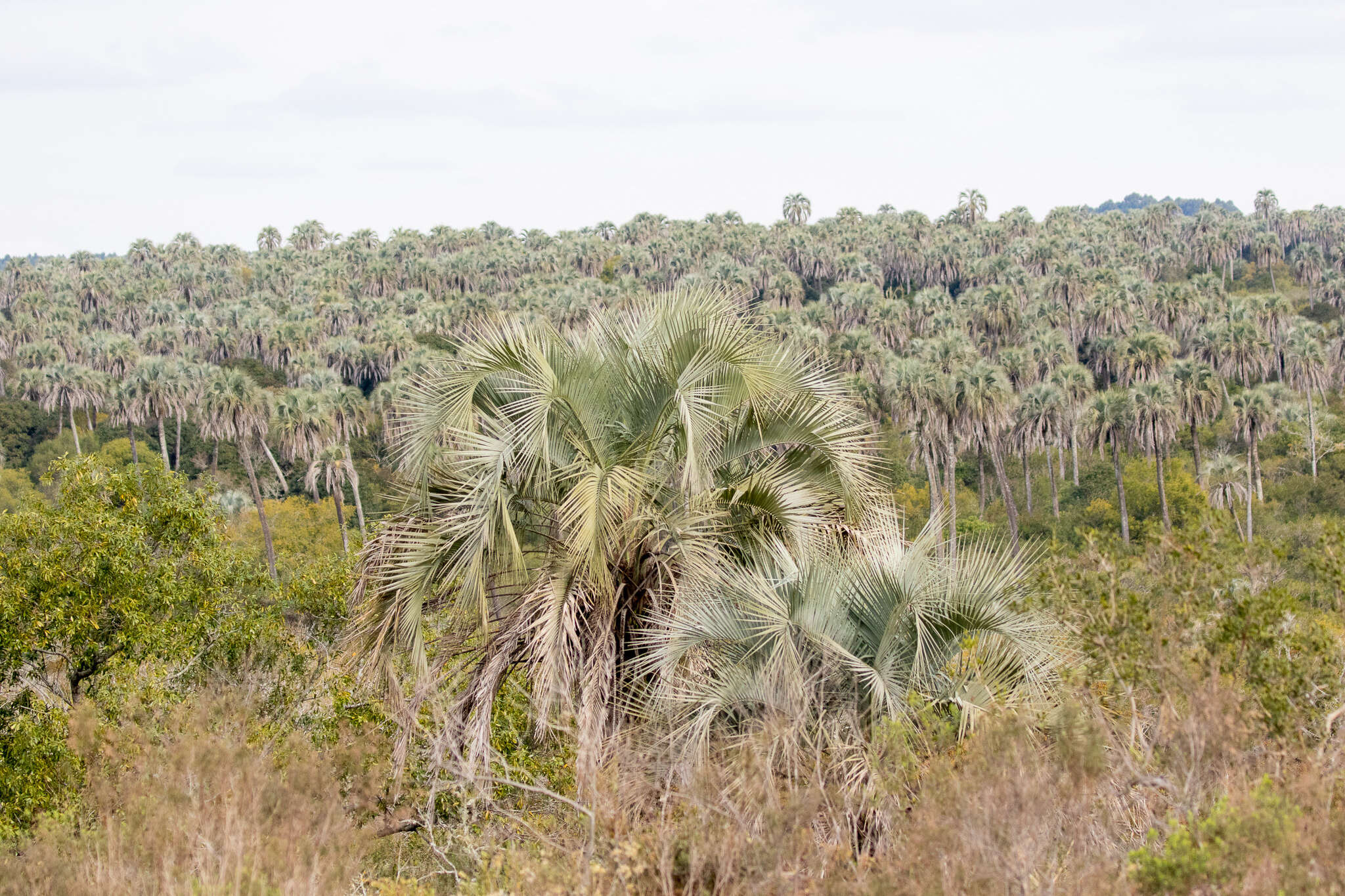 Image of Yatay palm