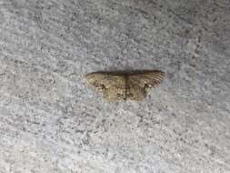 Image de Idaea chotaria Swinhoe 1886