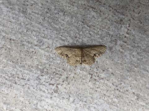 Image of Idaea chotaria Swinhoe 1886