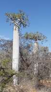 Image of Pachypodium geayi Costantin & Bois